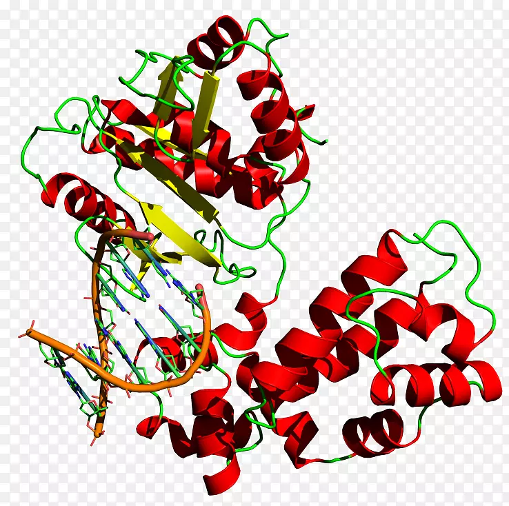 DNA聚合酶DNA复制Taq聚合酶-dna