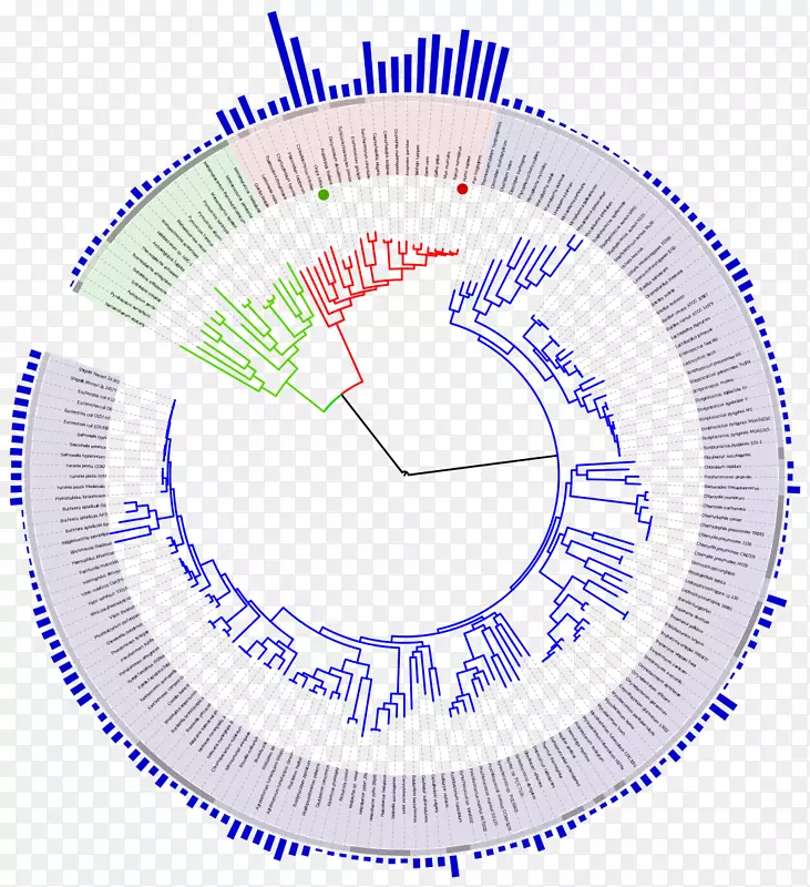 生命系统发育树进化的基因组大小树-树时间线