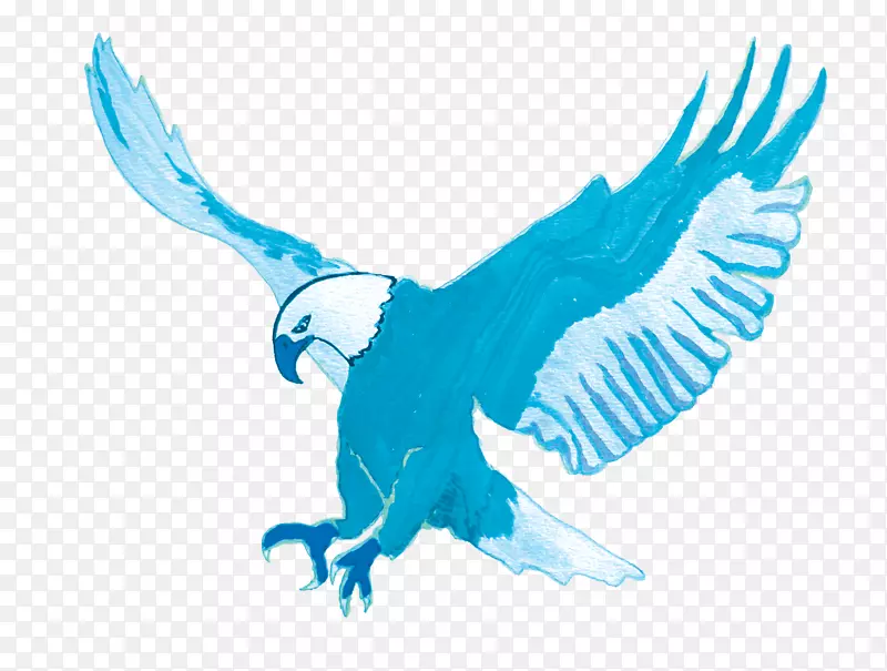 猛禽喙鹰野生动物-蓝色火焰