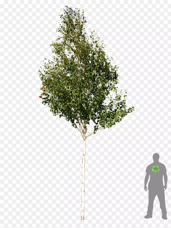 林木木本植物白桦树计划
