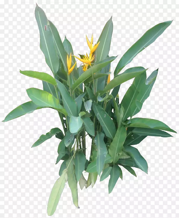 草本植物花盆室内植物-热带植物