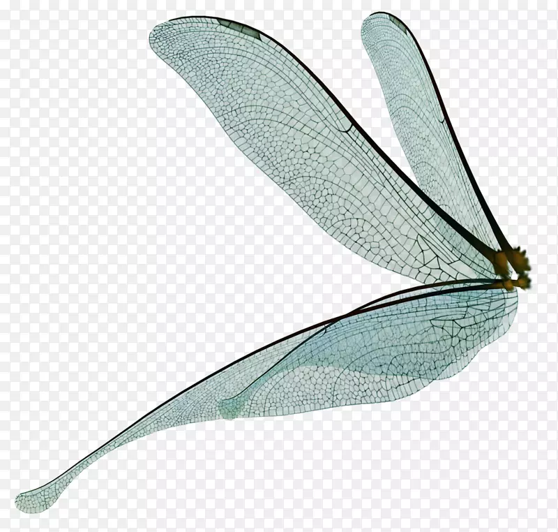 蜻蜓仙女画昆虫翅膀仙尘