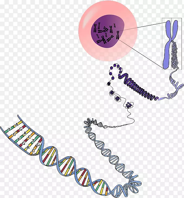 DNA染色体遗传学RNA-生物学