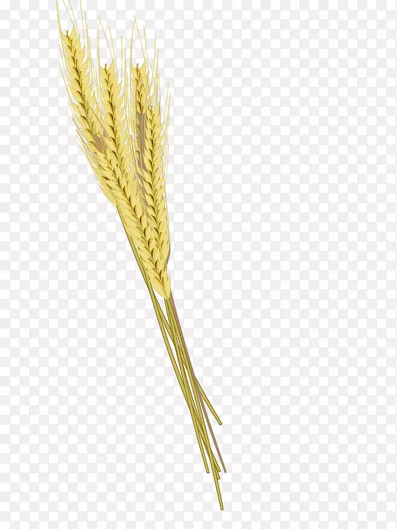 大麦，麦穗，小麦-大麦