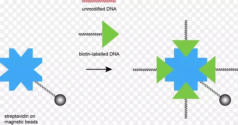 链霉亲和素DNA寡核苷酸互补珠