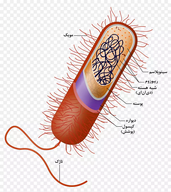 原核细胞核细菌细胞器-波斯