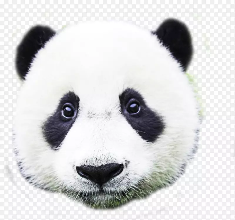 大熊猫熊摄影超级爪子巡逻冒险-艾薇儿
