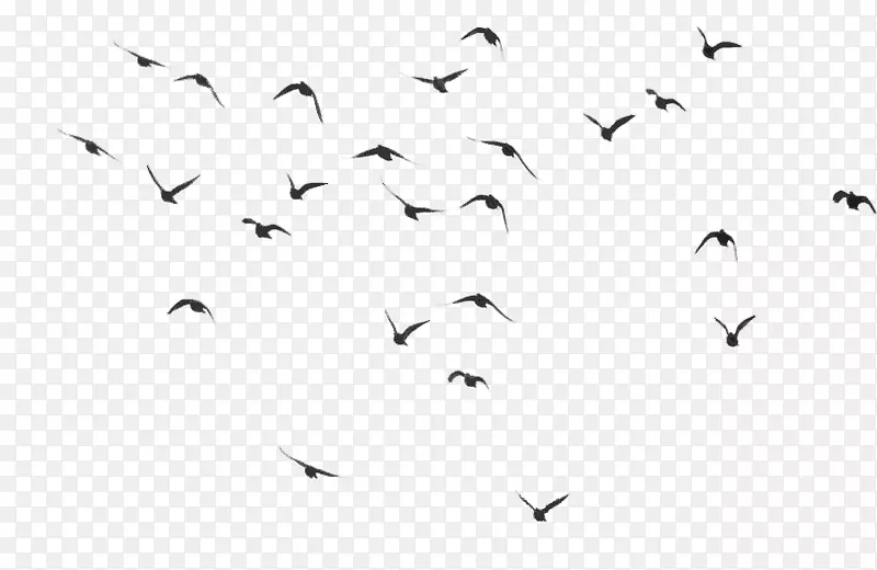 鸟类桌面壁纸夹艺术-鸽子