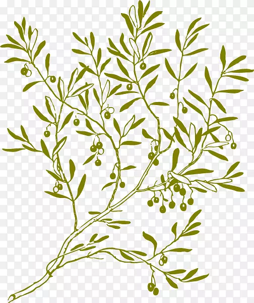 橄榄枝剪贴画-橄榄花环