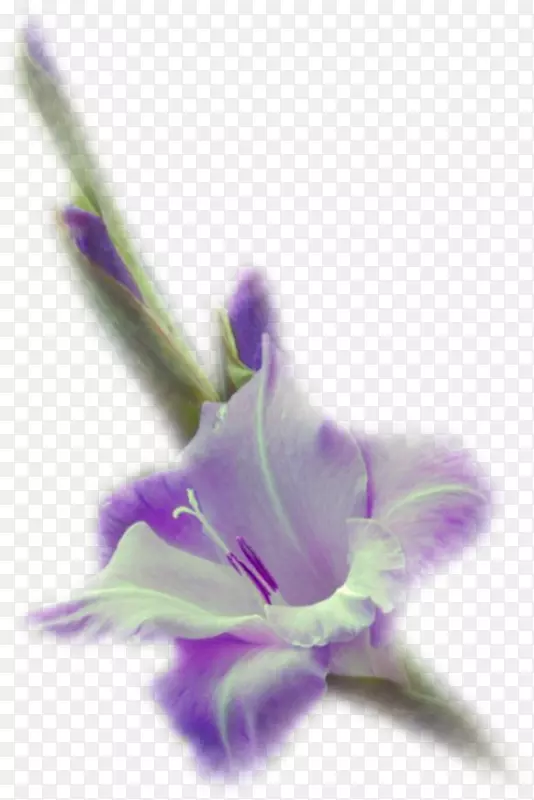花.紫罗兰花瓣.网心