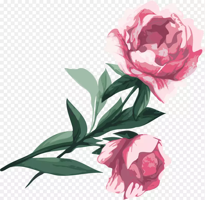 花卉花园玫瑰牡丹剪贴画-牡丹