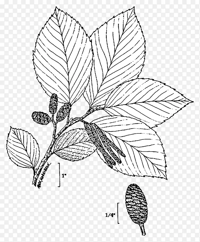 [医]天牛(alnus alinosa alnus incana rugosa tree alnus rhombifolia-doodle)