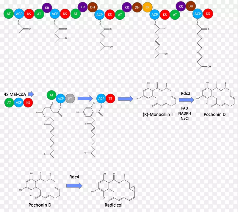 激基醇生物合成聚酮合成酶的体内细胞途径