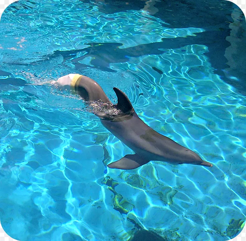 普通宽吻海豚冬季清水海洋水族馆批发海豚