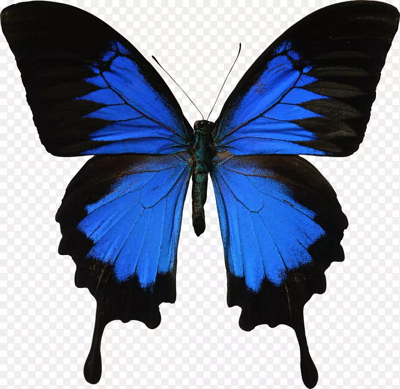 燕尾蝴蝶帕皮利奥尤利西斯摄影版税-免费-蓝色蝴蝶