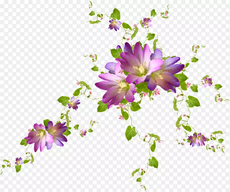 切花紫罗兰花型