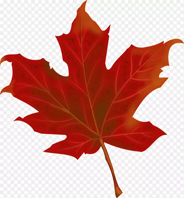 加拿大秋叶-秋叶