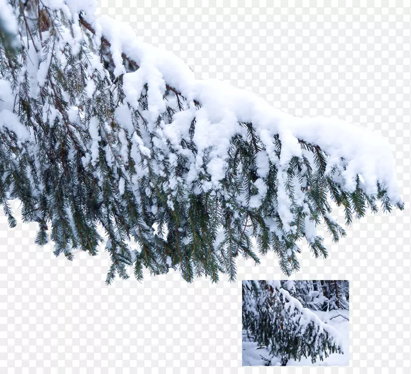 雪树枝松冬雪树