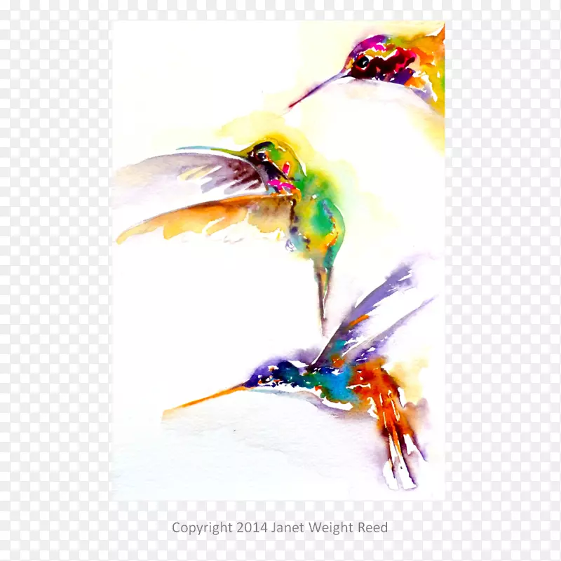 蜂鸟重量水彩画喙蜂鸟