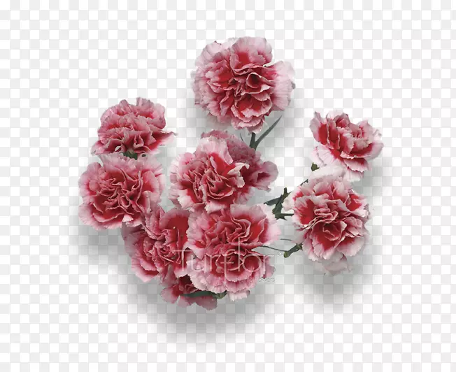 红花切花康乃馨花园玫瑰勃艮第花