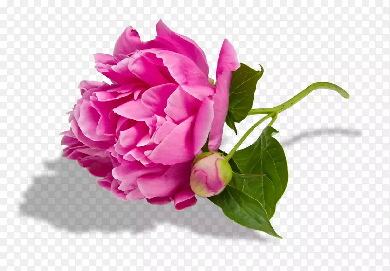 白芍桌面壁纸粉红花朵免费牡丹