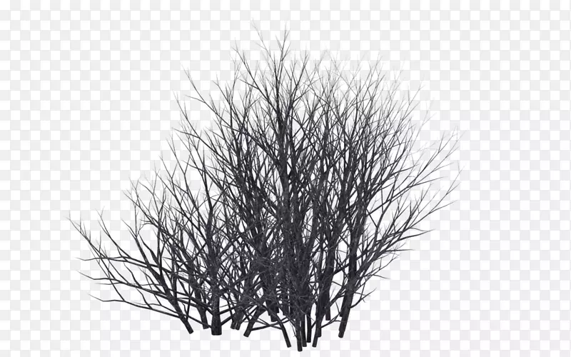 灌木-雪树