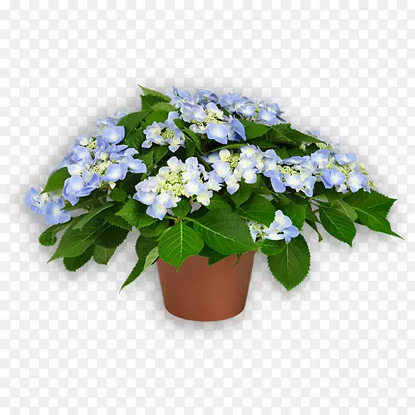 蓝紫丁香绣球花植物-绣球花