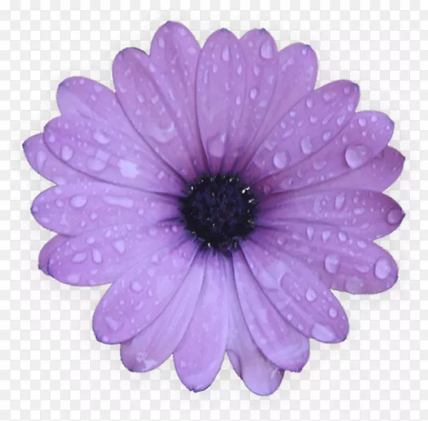 桌面壁纸普通雏菊摄影剪贴画紫色花