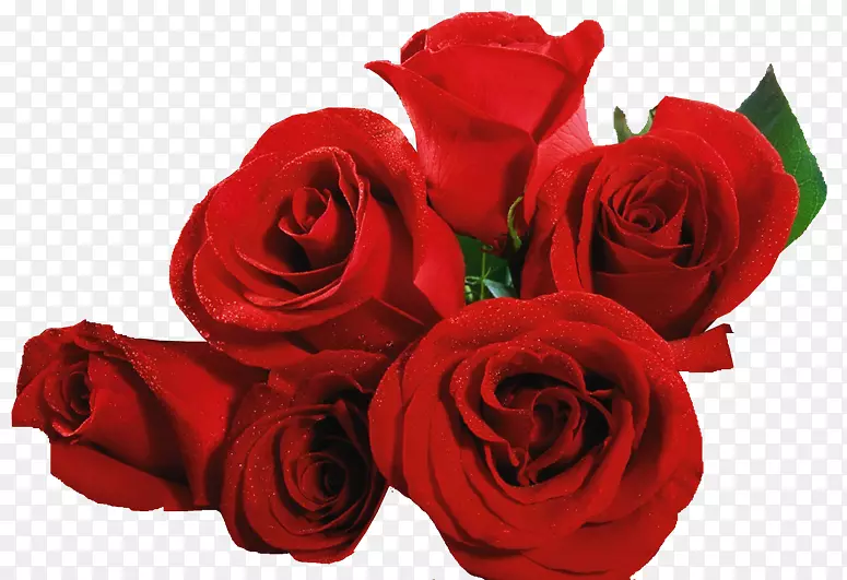 切花，红玫瑰，德兰士瓦菊花-红玫瑰边
