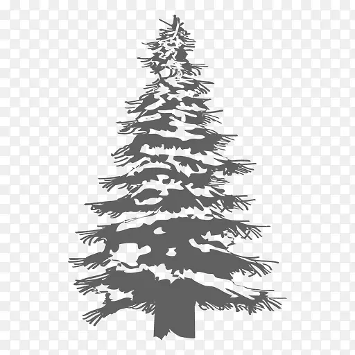 圣诞树，松树，冷杉，松树