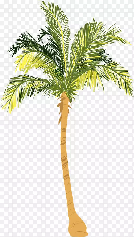 坚果过敏槟榔科椰子木本植物-棕榈树