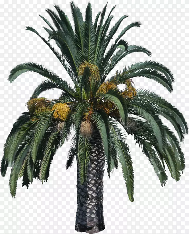 槟榔科剪贴画-棕榈树