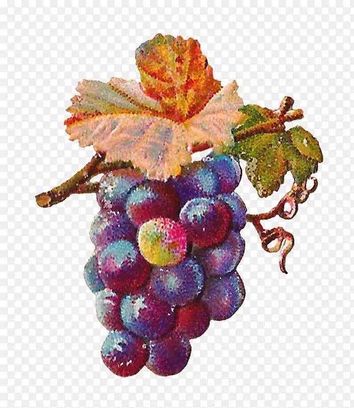 普通葡萄藤扎特葡萄干葡萄叶葡萄酒-葡萄柚