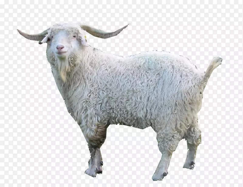 尼日利亚矮山羊晕倒大马士革山羊安哥拉山羊
