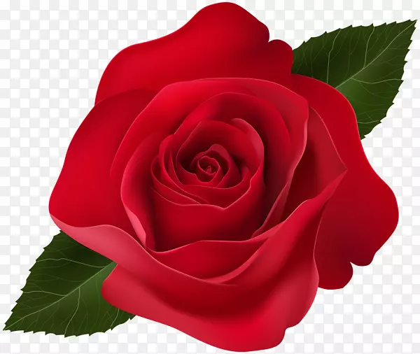 花园玫瑰、蜈蚣玫瑰、剪贴画.红玫瑰装饰