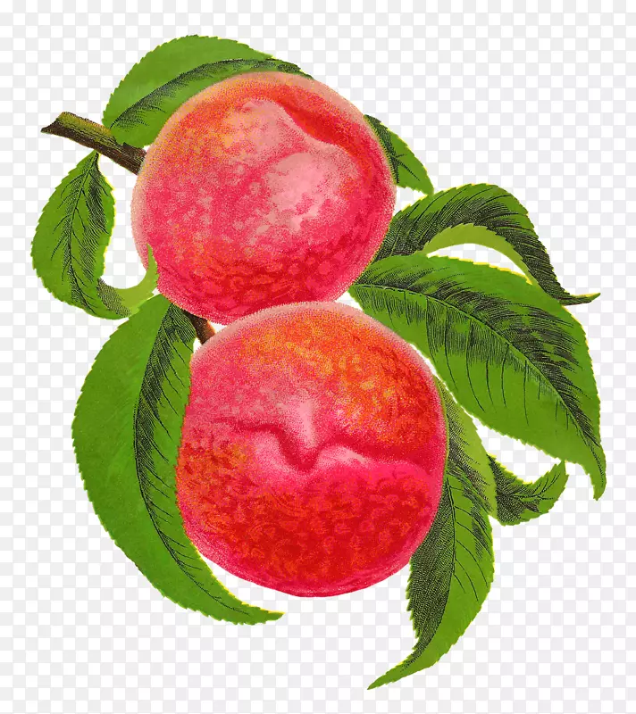 桃食水果剪贴画-桃子