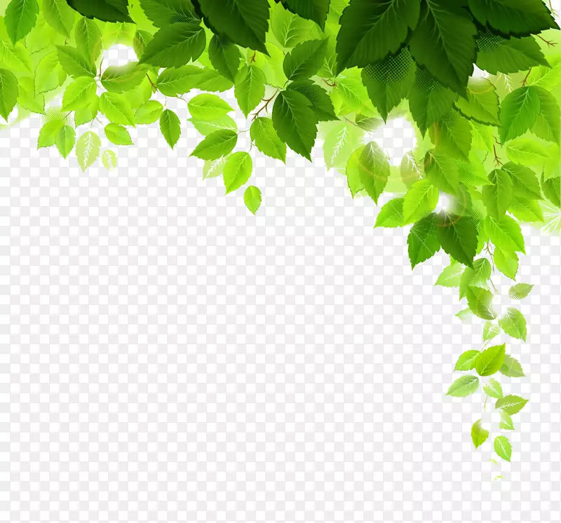 植物桌面壁纸树-绿叶