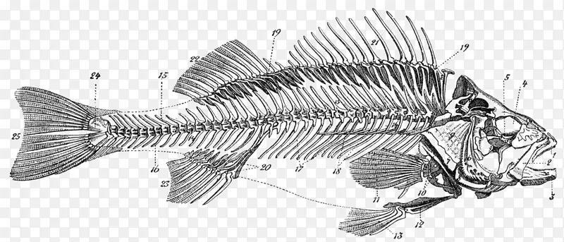 骨鱼骨骼鱼解剖-死鱼