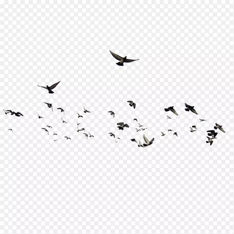 鸟群摄影-飞鸟