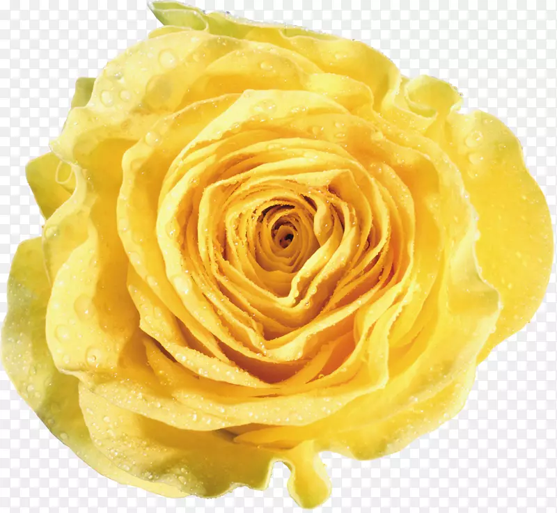 花园玫瑰黄花白玫瑰