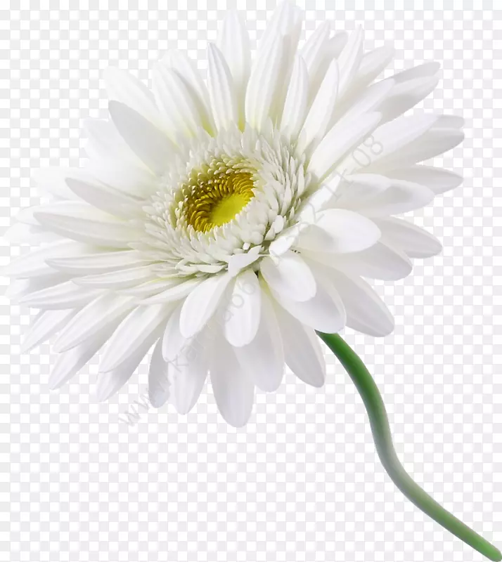 花德兰士瓦雏菊白色普通雏菊