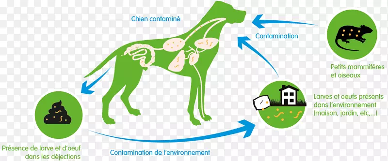 狗虫猫，犬类二殖吸虫，驱虫药-贝基g