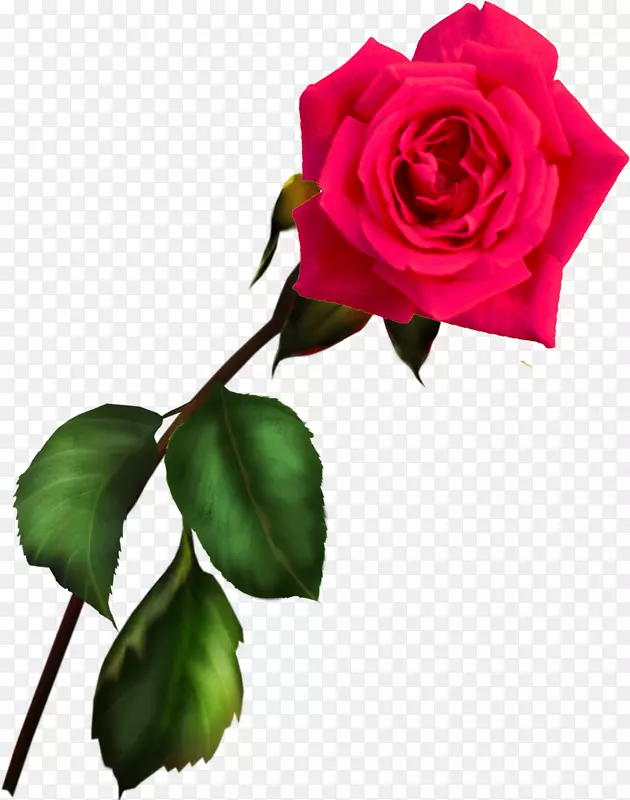 蓝色玫瑰花园玫瑰信息剪辑艺术-玫瑰