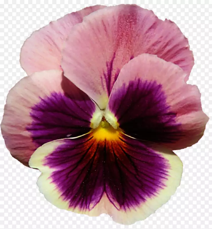 潘西紫罗兰花紫丁香-紫色背景