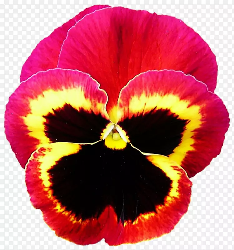 潘西紫罗兰一年生植物红色