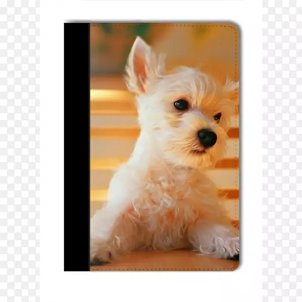 小狗马耳他狗宠物坐在桌面壁纸-可爱的狗