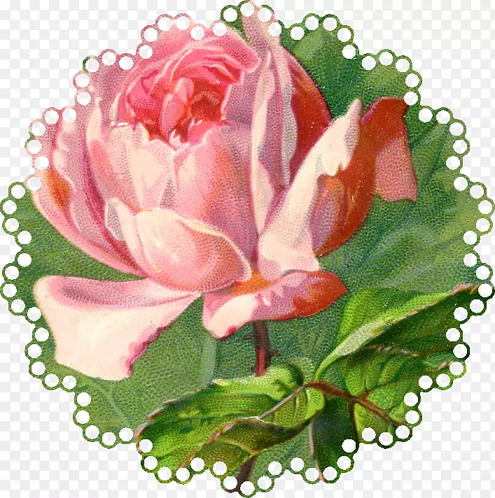 古典玫瑰：家居和花园剪贴画的美丽品种.玫瑰图案