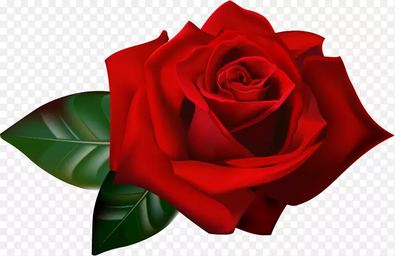 花园玫瑰花彩虹玫瑰剪贴画-红玫瑰边