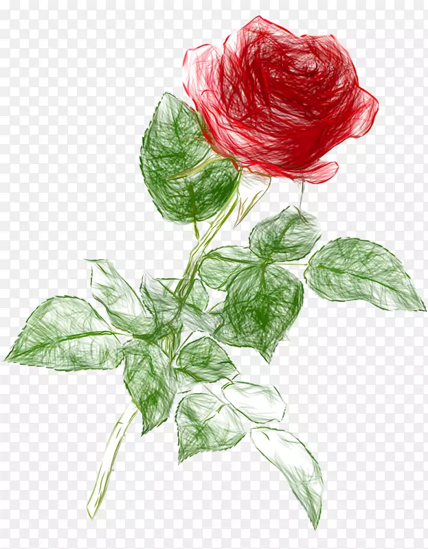 玫瑰画夹艺术-涂鸦