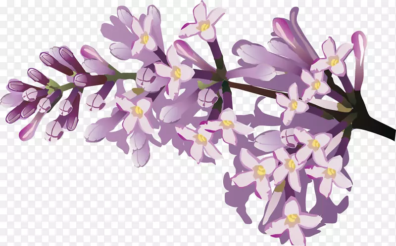 花卉素描-紫丁香花